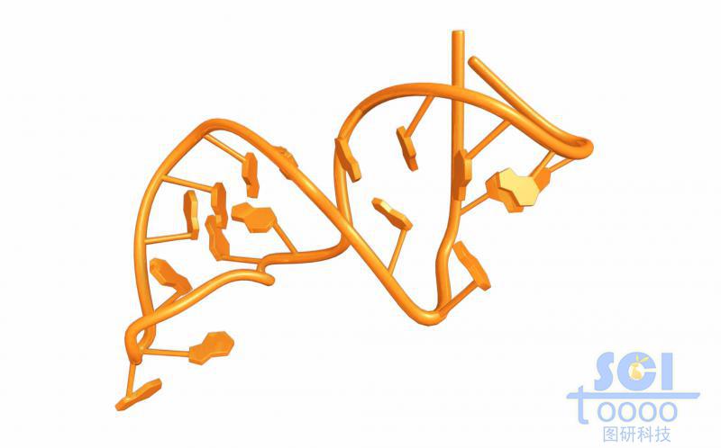 帶堿基對的單鏈RNA結(jié)構(gòu)