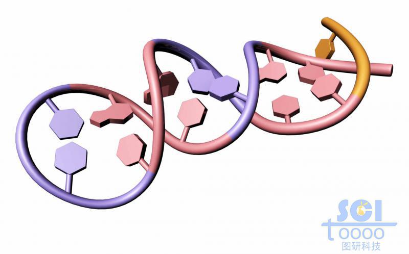 帶堿基對的單鏈RNA結(jié)構(gòu)