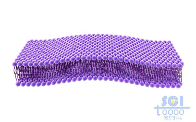 磷脂雙分子層結(jié)構(gòu)