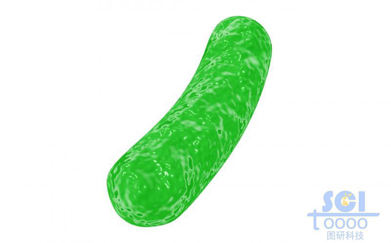 細菌結(jié)構(gòu)