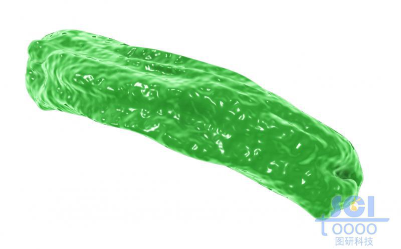 細菌結(jié)構(gòu)