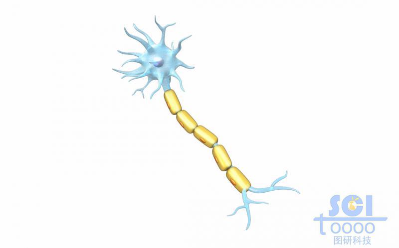 神經(jīng)元細胞