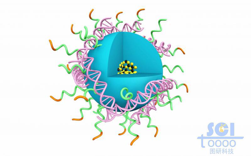 高分子鏈段交聯(lián)形成的空心球殼表面吸附DNA結(jié)構(gòu)