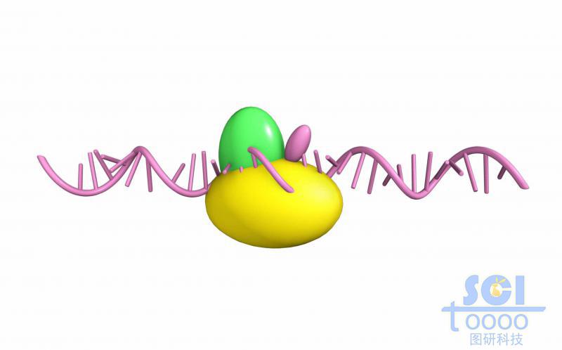 單鏈RNA與核糖體