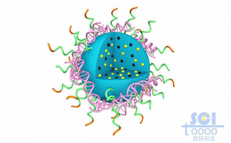 高分子鏈段團聚形成實心納米球表彌漫吸附DNA結(jié)構(gòu)