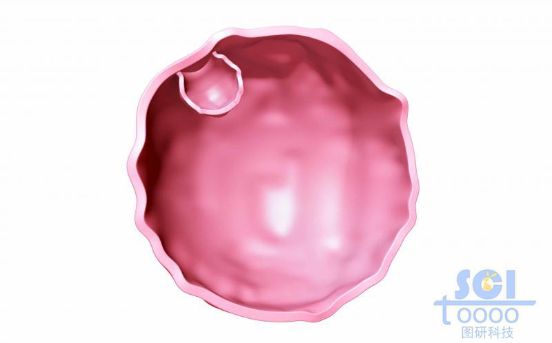 帶內(nèi)吞口的半切面的細胞膜