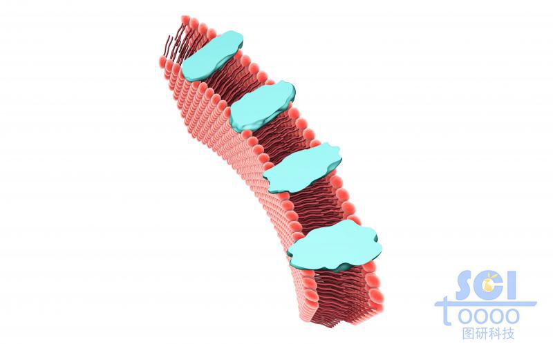 帶跨膜蛋白的磷脂雙分子層/細胞膜