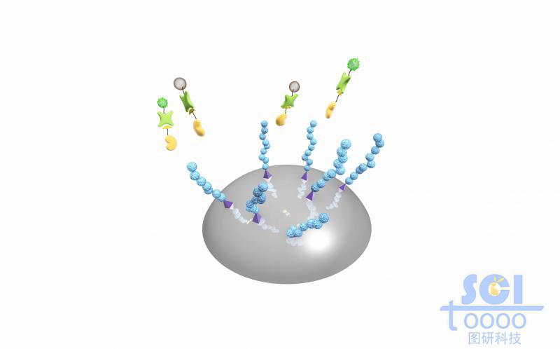 表面?zhèn)€異性多肽鏈
