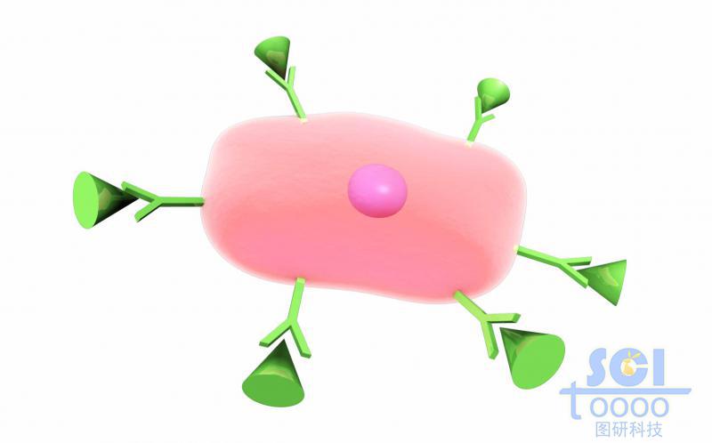 表面帶抗體+配體結構的細胞