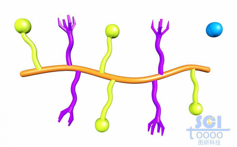 帶功能基團(tuán)的高分子鏈段