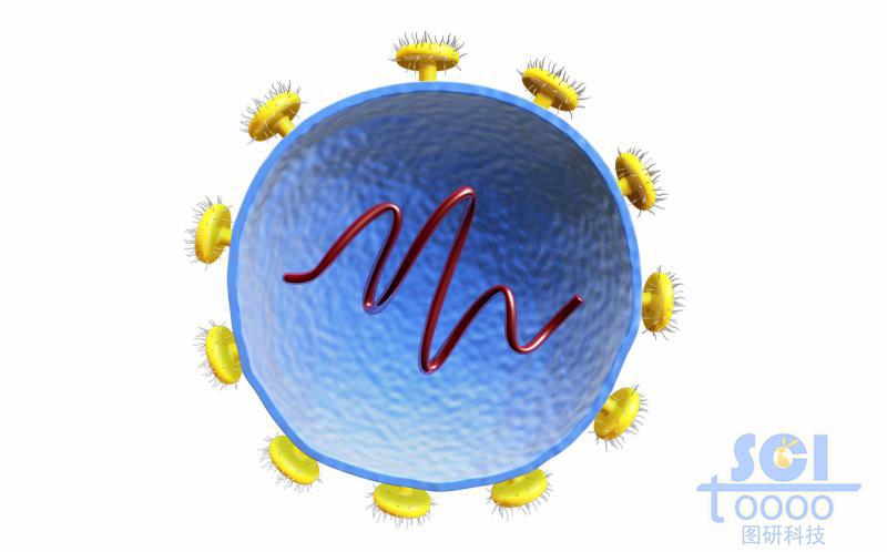 二分之一切面可見內部遺傳物質的病毒結構