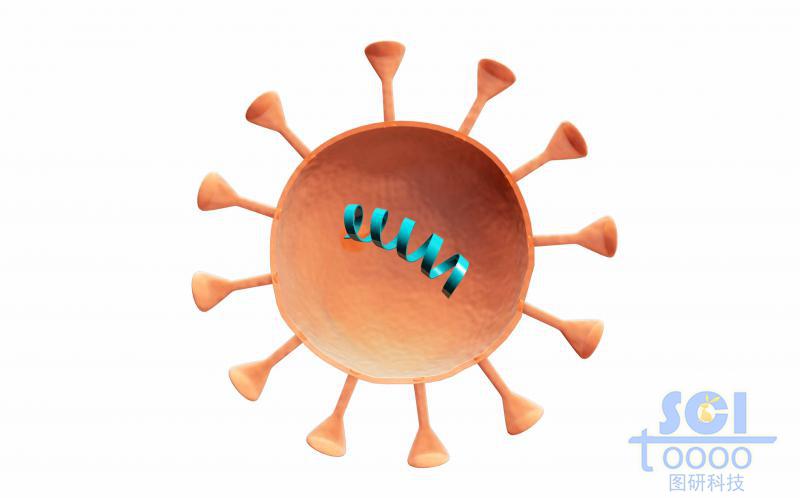 二分之一切面可見內部遺傳物質的病毒結構