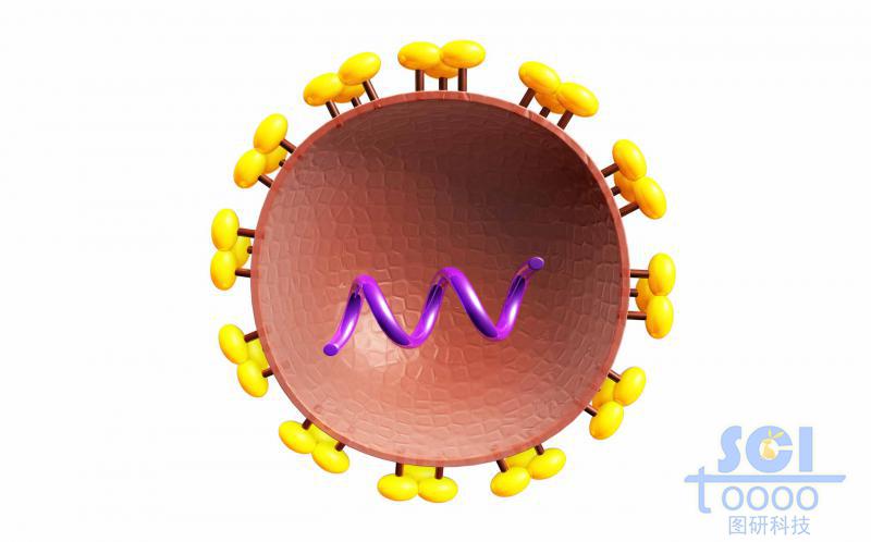 二分之一切面可見內部遺傳物質的病毒結構
