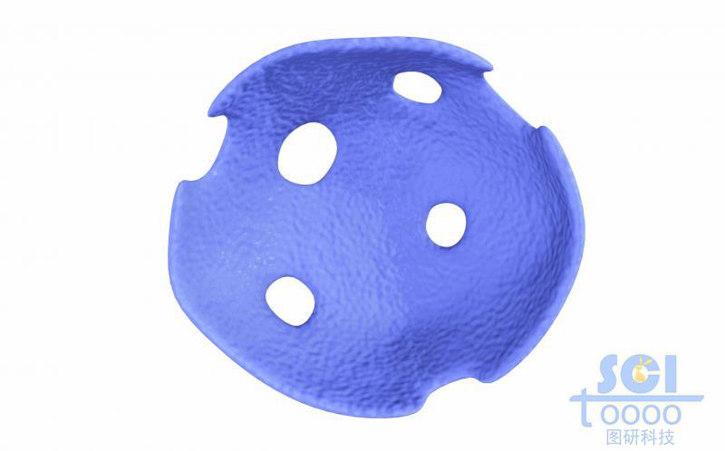 半切面的細(xì)胞核結(jié)構(gòu)