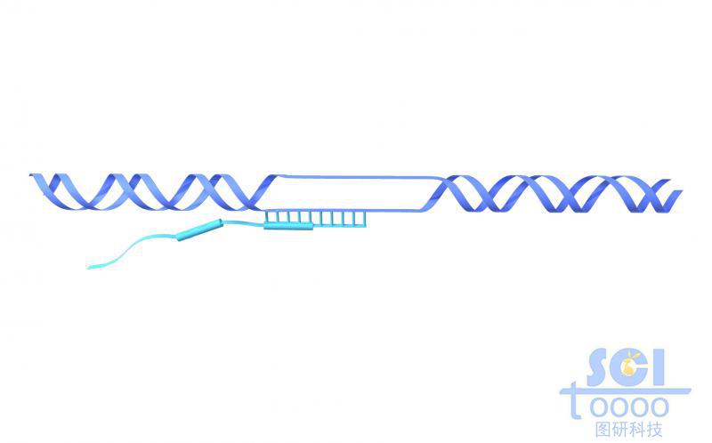 RNA聚合酶與DNA上的終止信號識別
