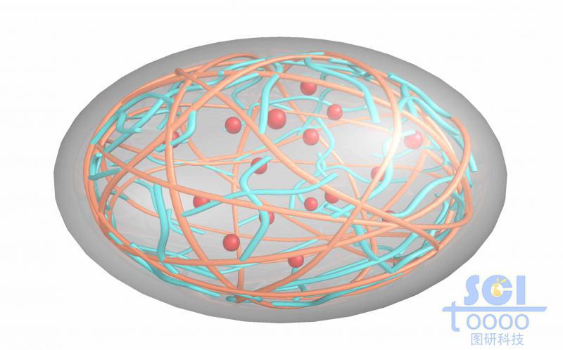 高分子鏈段交聯(lián)纏繞形成的橄欖球型籠狀結(jié)構(gòu)內(nèi)含DOX藥物