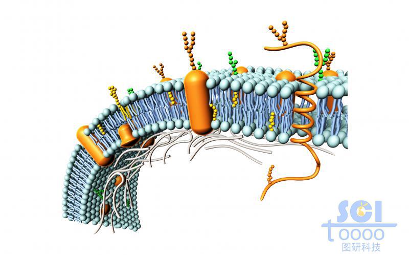 帶各種蛋白的磷脂雙分子層/細(xì)胞膜