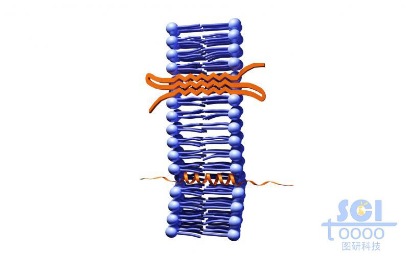 帶跨膜蛋白的磷脂雙分子層/細胞膜