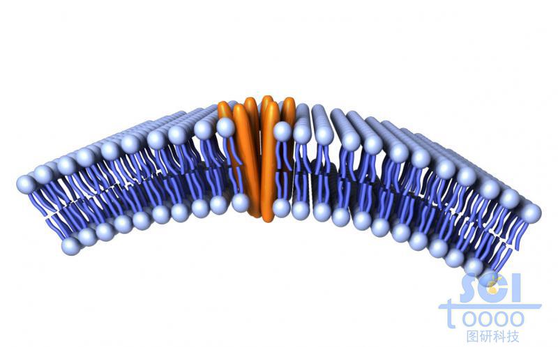 帶跨膜蛋白的磷脂雙分子層/細胞膜