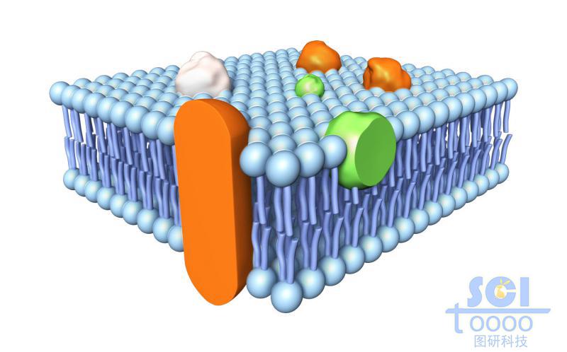 帶跨膜蛋白的磷脂雙分子層/細(xì)胞膜