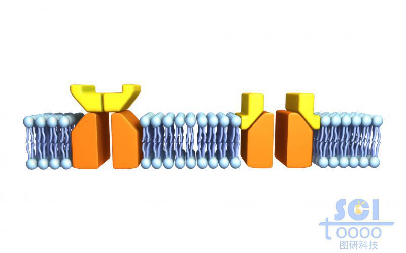 帶通道蛋白的磷脂雙分子層