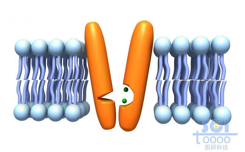 帶通道蛋白的磷脂雙分子層