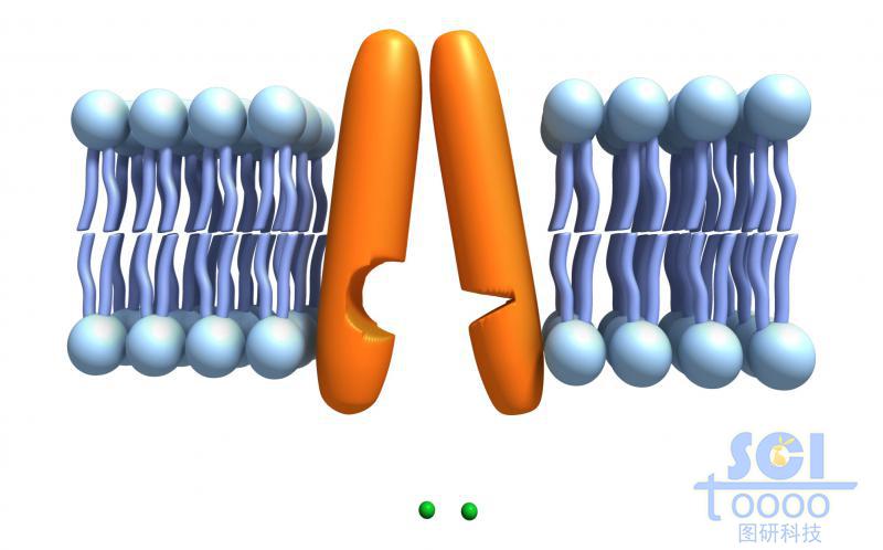 帶通道蛋白的磷脂雙分子層