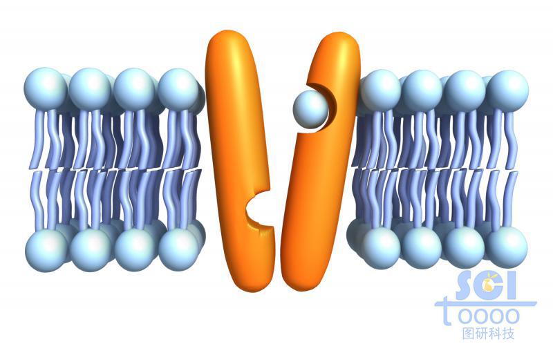 帶通道蛋白的磷脂雙分子層