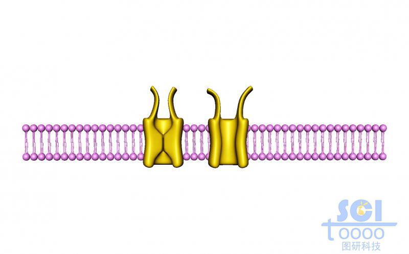 帶通道蛋白的磷脂雙分子層
