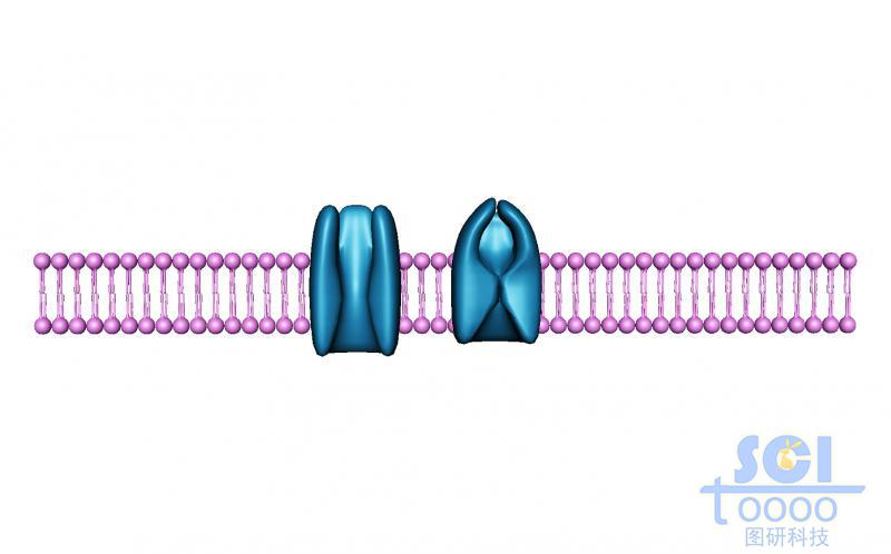 帶通道蛋白的磷脂雙分子層