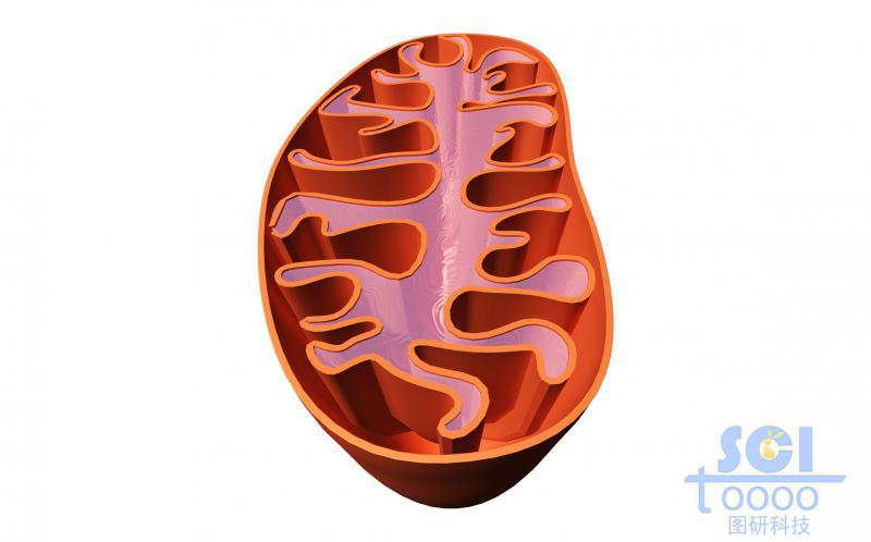 半切面線粒體結(jié)構(gòu)