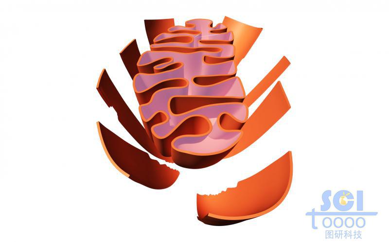 半切面線粒體結(jié)構(gòu)