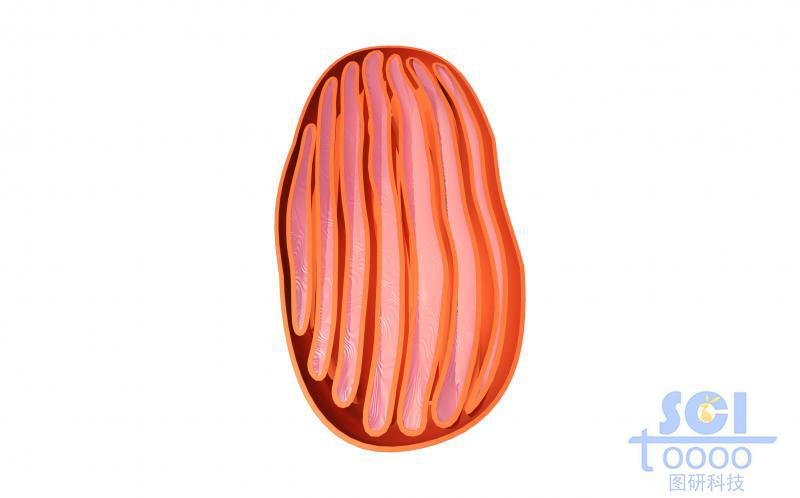 線粒體結(jié)構(gòu)