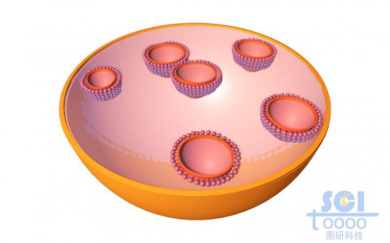 線粒體結(jié)構(gòu)