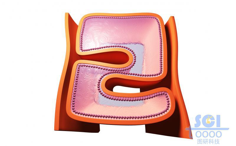 線粒體結(jié)構(gòu)