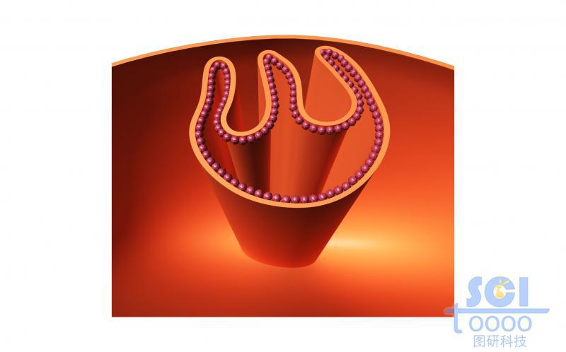 線粒體內(nèi)部/局部褶皺結(jié)構(gòu)