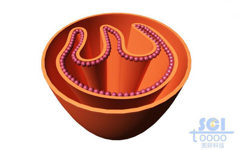 線粒體內(nèi)部/局部褶皺結(jié)構(gòu)