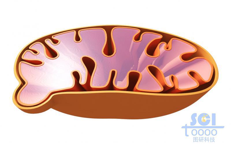半切面線粒體結(jié)構(gòu)