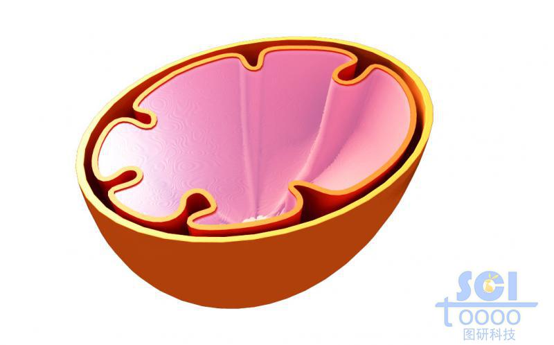 半切面線粒體結(jié)構(gòu)