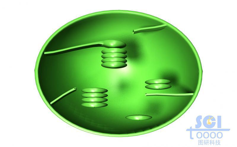 葉綠體結(jié)構(gòu)切面