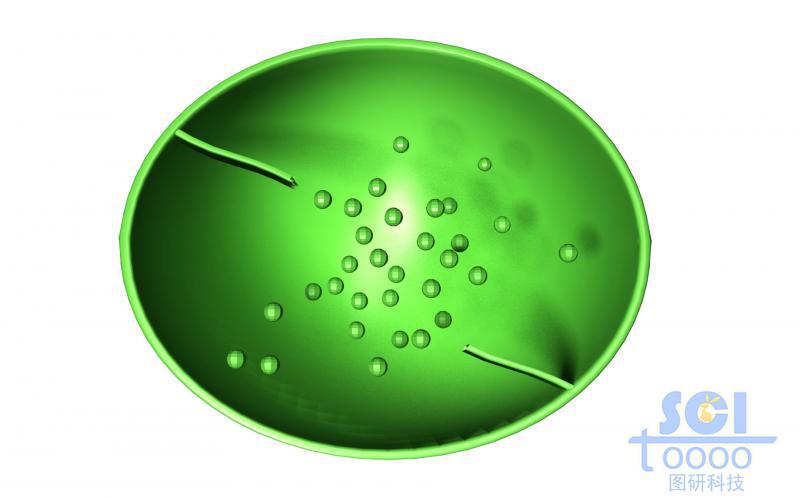 葉綠體結(jié)構(gòu)切面