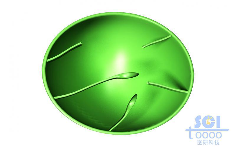 葉綠體結(jié)構(gòu)切面