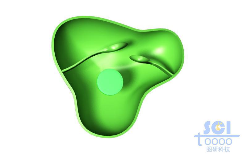 葉綠體結(jié)構(gòu)切面