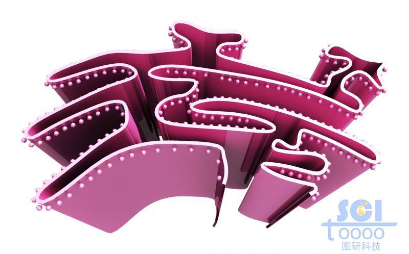 內(nèi)質(zhì)網(wǎng)