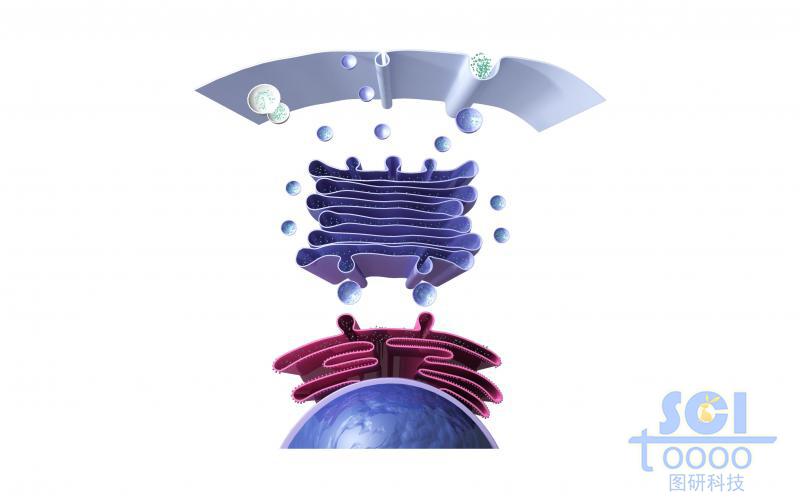 細(xì)胞膜內(nèi)質(zhì)網(wǎng)高爾基體