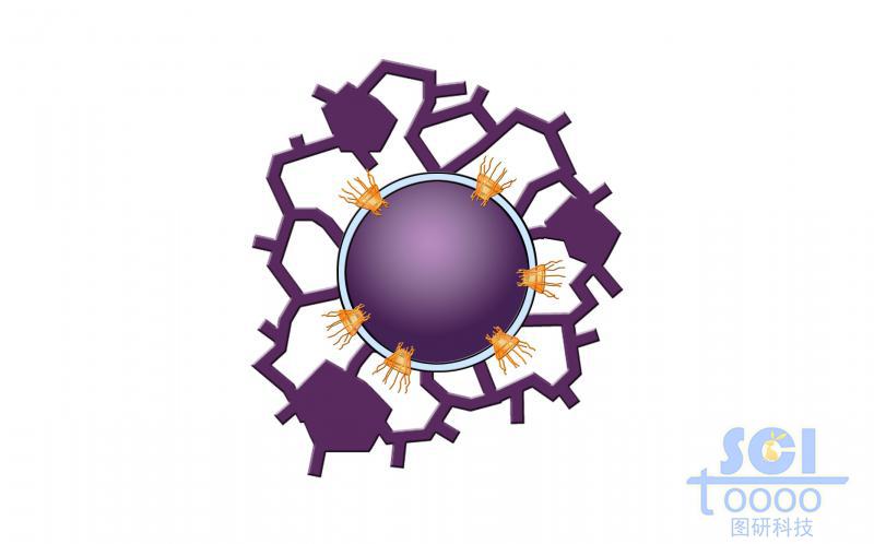 有絲分裂過程中的細胞核核膜與片狀內(nèi)質(zhì)網(wǎng)/管狀內(nèi)質(zhì)網(wǎng)