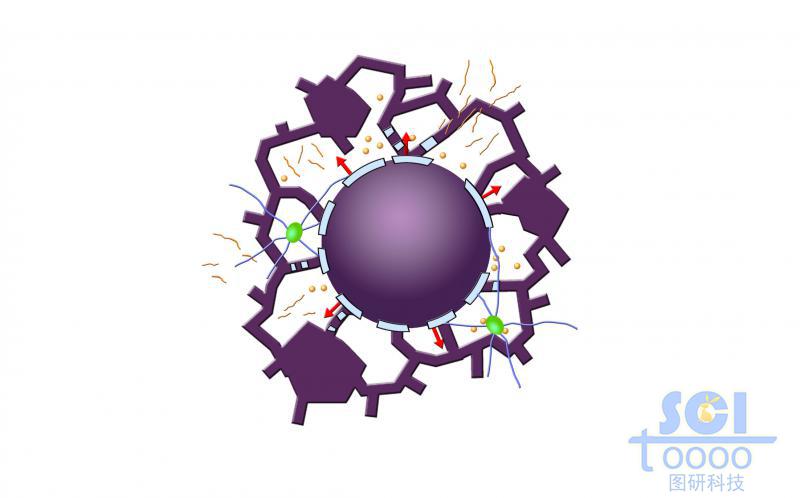 有絲分裂過程中的細胞核核膜與片狀內(nèi)質(zhì)網(wǎng)/管狀內(nèi)質(zhì)網(wǎng)