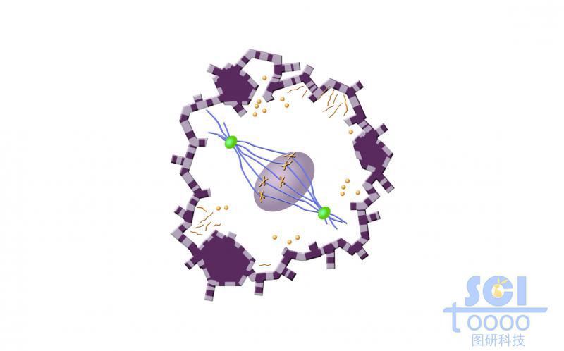 有絲分裂過程中的細胞核核膜與片狀內(nèi)質(zhì)網(wǎng)/管狀內(nèi)質(zhì)網(wǎng)