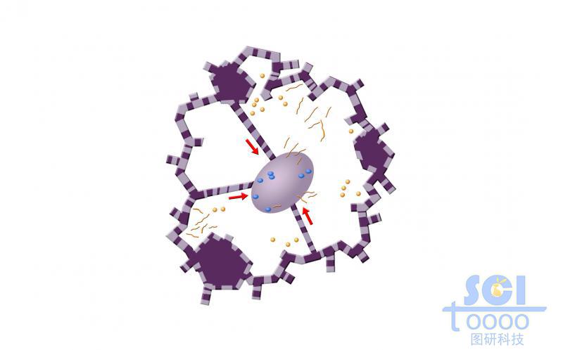有絲分裂過程中的細胞核核膜與片狀內(nèi)質(zhì)網(wǎng)/管狀內(nèi)質(zhì)網(wǎng)