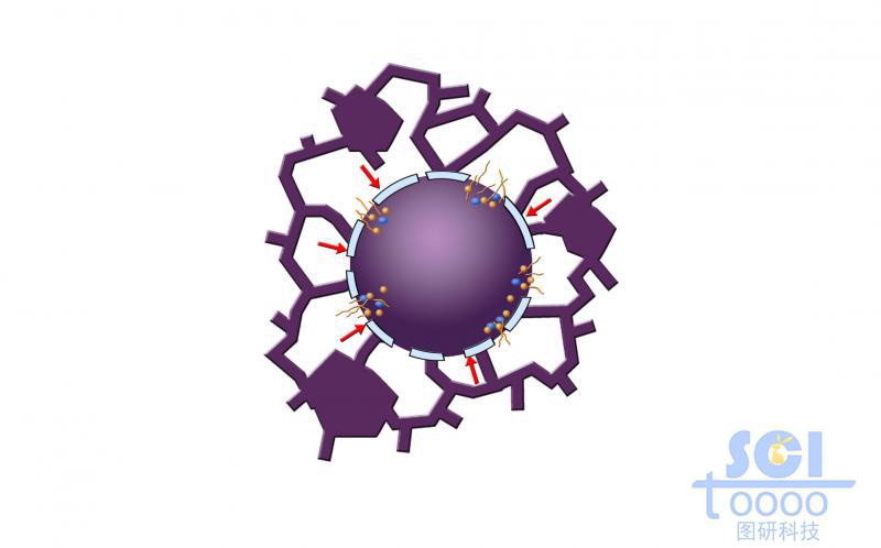 有絲分裂過程中的細胞核核膜與片狀內(nèi)質(zhì)網(wǎng)/管狀內(nèi)質(zhì)網(wǎng)